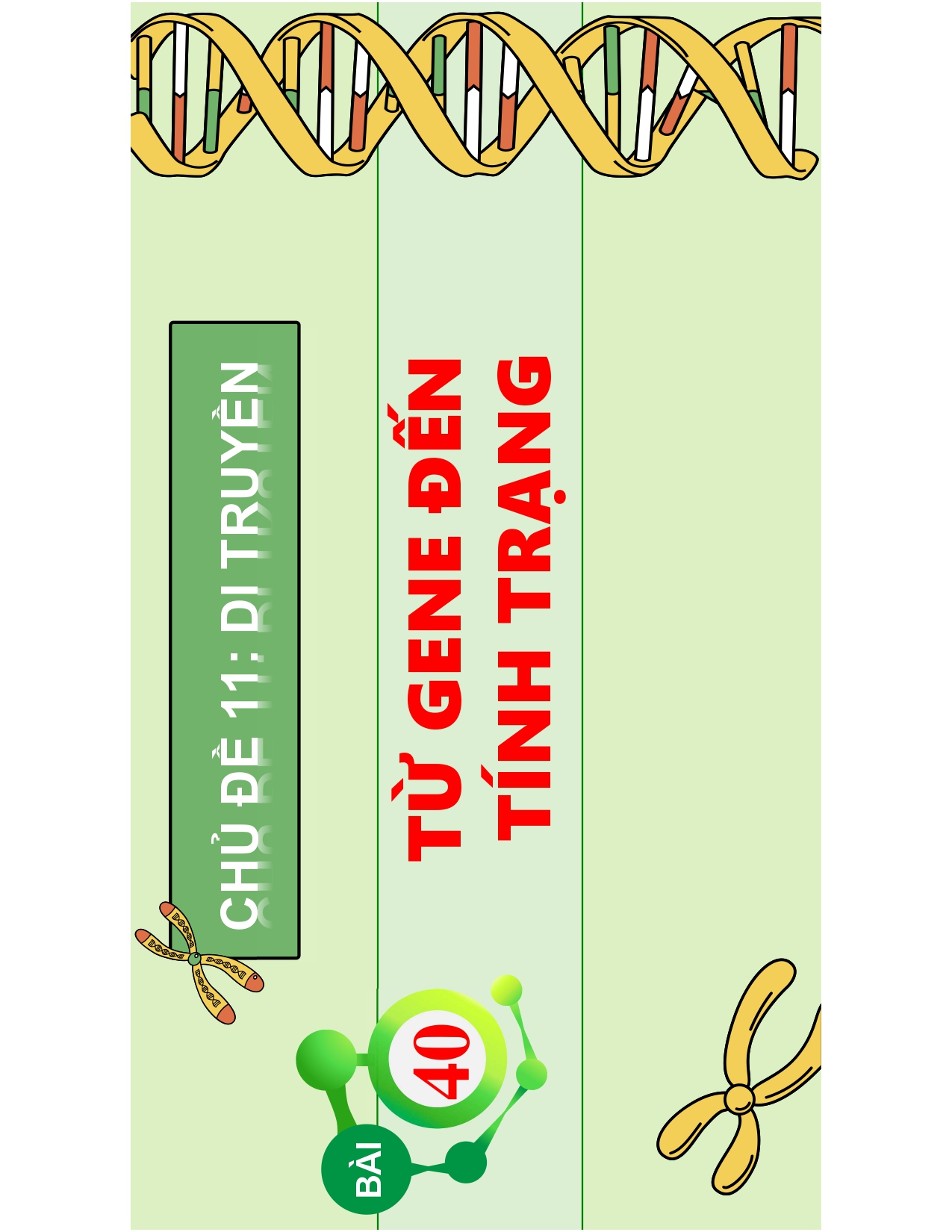 Bài 40. TỪ GEN ĐẾN TÍNH TRẠNG