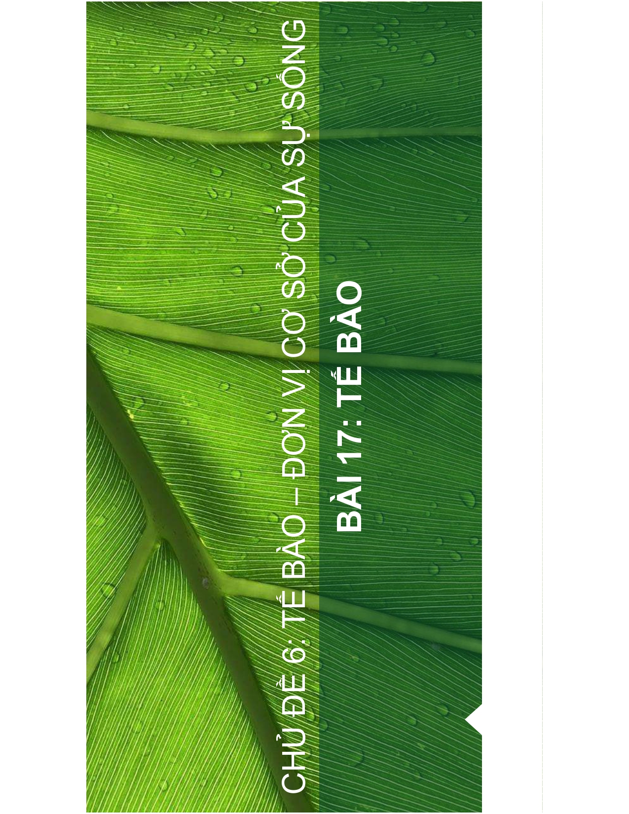 Bài 17. TẾ BÀO